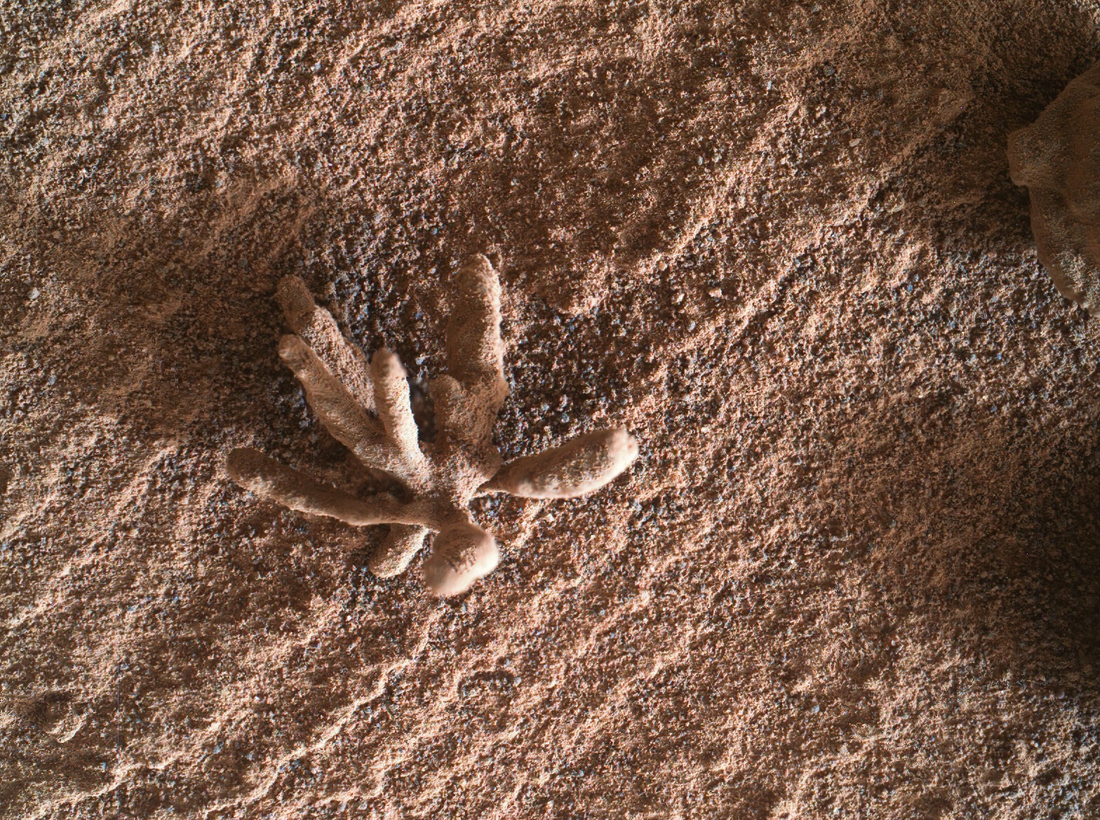 好奇号探在火星表面拍摄看到似小花的奇特构造 被称为成岩晶簇