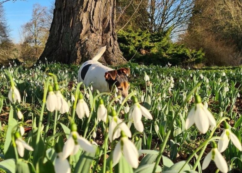 消失半世纪 罕有雪花莲在英国北安普敦郡科尔汀贺尔庄园重现