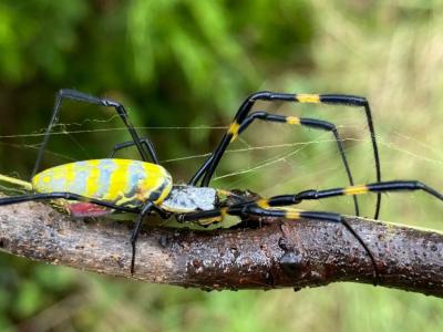 《生理昆虫学》杂志：没有必要杀死色彩鲜艳的入侵性Joros蜘蛛