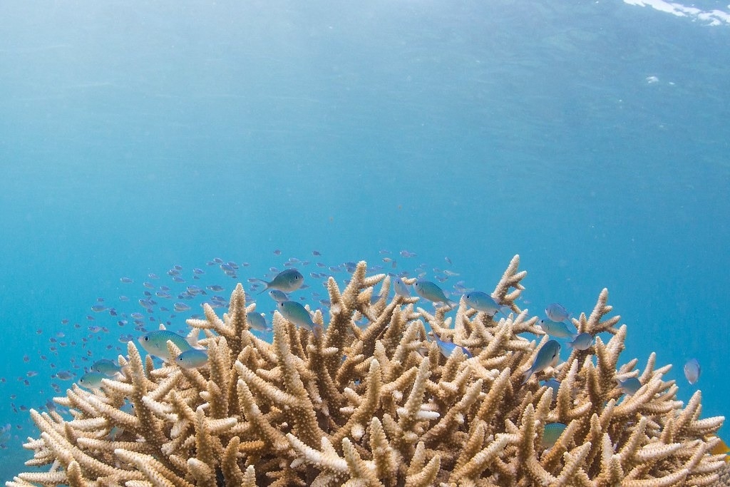 根据联合国政府间气候变迁专门委员会（IPCC），世界上大多数珊瑚礁都处于海洋暖化和酸化、污染和过度捕捞的风险中。图片来源：Bawah Reserve／Unspl