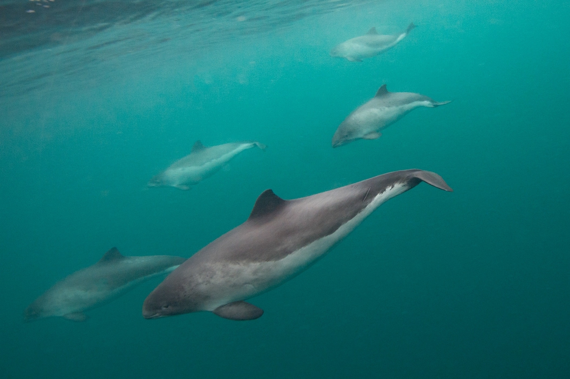 首度观察到野生海豚对港湾鼠海豚“说话”