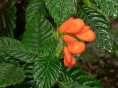 被认为已灭绝36年的罕见野花Gasteranthus extinctus在南美洲厄瓜多尔西部森林再现