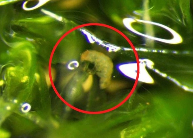 《科学报告》杂志：水熊虫会利用蜗牛湿黏的身体搭顺风车带自己迁移到较远的地方