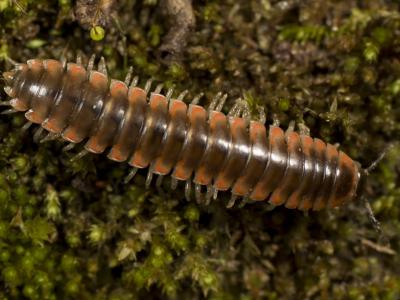 美国阿巴拉契亚山脉新发现的千足虫以泰勒·斯威夫特的名字命名Nannaria swiftae