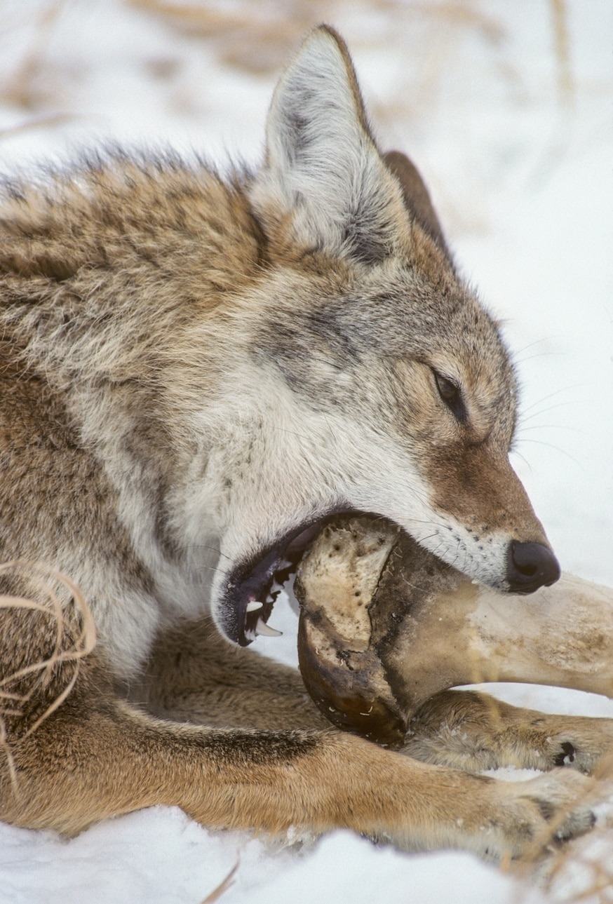《美国国家科学院学报》：郊狼经常会冒险偷走美洲狮的猎物