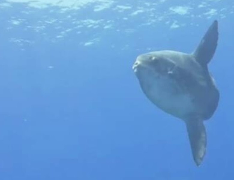 日本冲绳县潜水员潜泳时遇见长达4米的超巨型拉氏翻车鱼