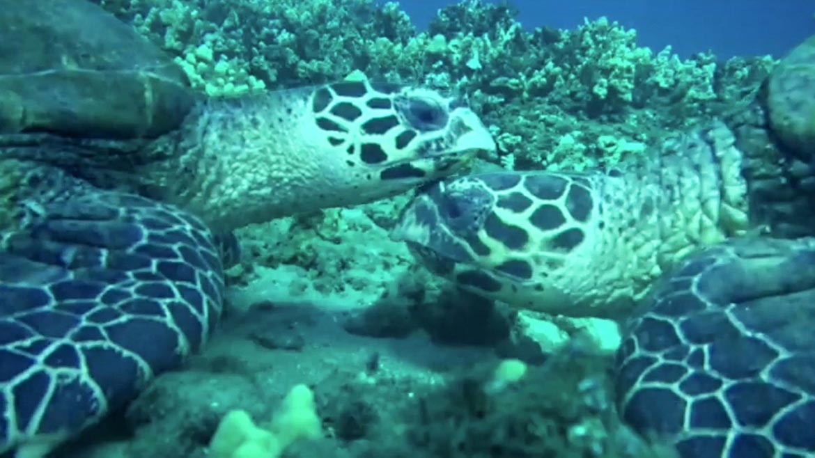 美国夏威夷毛伊岛海岸海龟像猫一样相互偎依