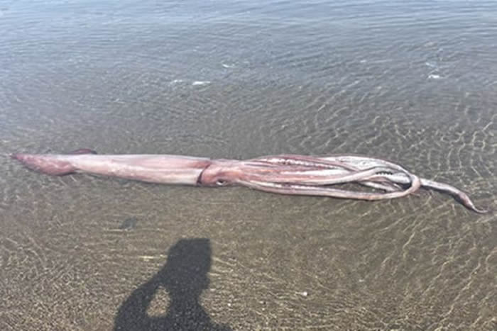 日本福井县乌古海滩3公尺长深海巨型鱿鱼被冲上岸