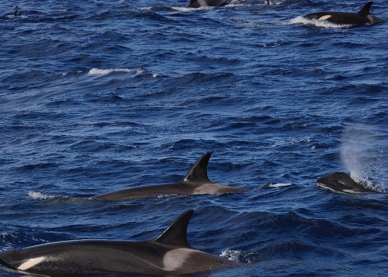 澳洲西澳南部的布雷默湾海岸发现120条罕见的杀人鲸亚种——罗斯海亚种