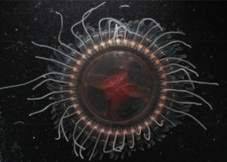 美国蒙特雷水族馆研究所海洋生物学家发现深海环冠水母新物种Atolla reynoldsi