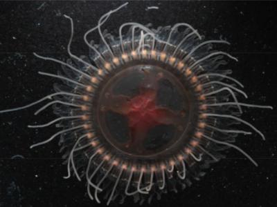 美国蒙特雷水族馆研究所海洋生物学家发现深海环冠水母新物种Atolla reynoldsi