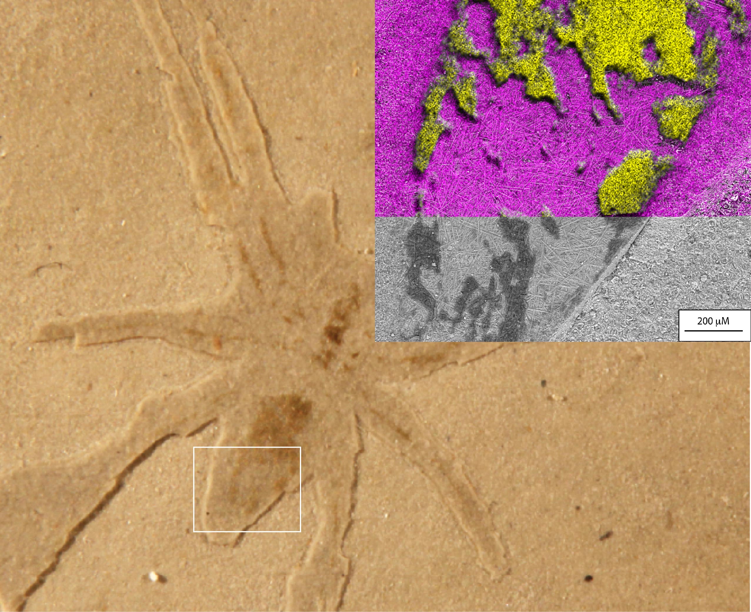 来自普罗旺斯地区艾克斯地层的蜘蛛化石，白色方框内显示了扫描电子显微镜图像的位置，以及左上方看到的硫（黄色）和硅（粉红色）的化学图。这些共同揭示了化石上富含黑色硫