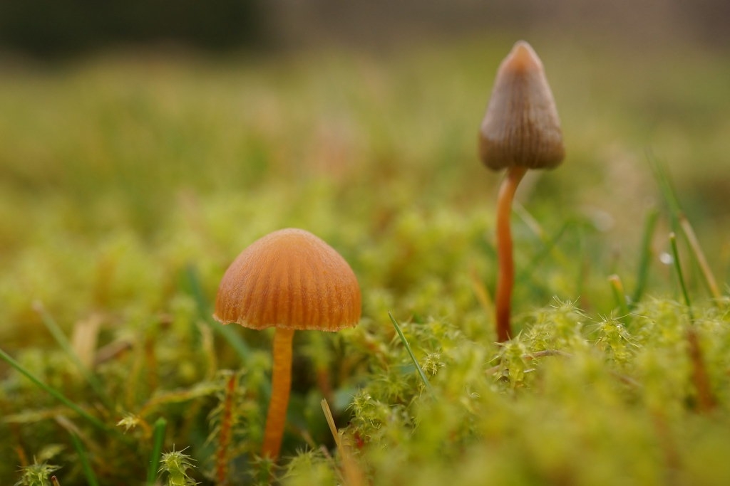 迷幻蘑菇中萃取出来的化合物“赛洛西宾”有神奇疗效 能“重设”抑郁症患者大脑