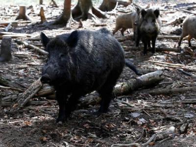 德国野生动物园一只名为“普京”的猪改名为艾伯霍弗Eberhofer