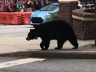 美国北卡罗莱纳州艾斯维尔巿闹市现黑熊 旁若无人施施然过马路