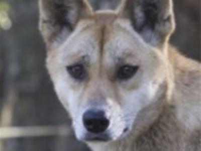 澳洲野狗是介乎狼和犬的动物 研究有助了解现代犬疾病