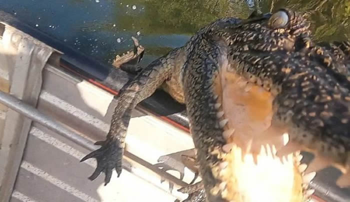 澳洲情侣到北领地库兰岛附近钓鱼时 一条巨大鳄鱼突然跳上他们的船