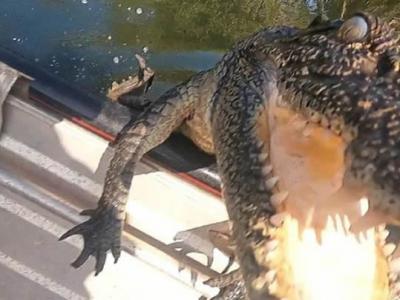 澳洲情侣到北领地库兰岛附近钓鱼时 一条巨大鳄鱼突然跳上他们的船
