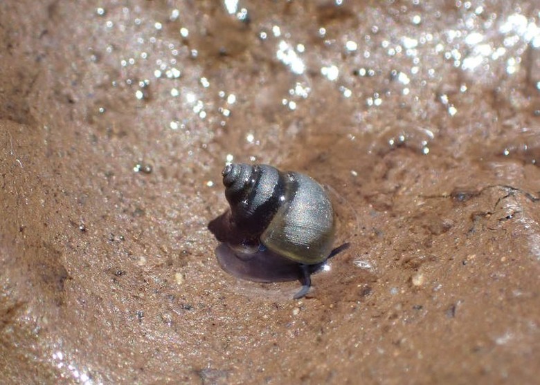 澳洲塔斯马尼亚省大湖发现已消失逾100年的小型淡水蜗牛