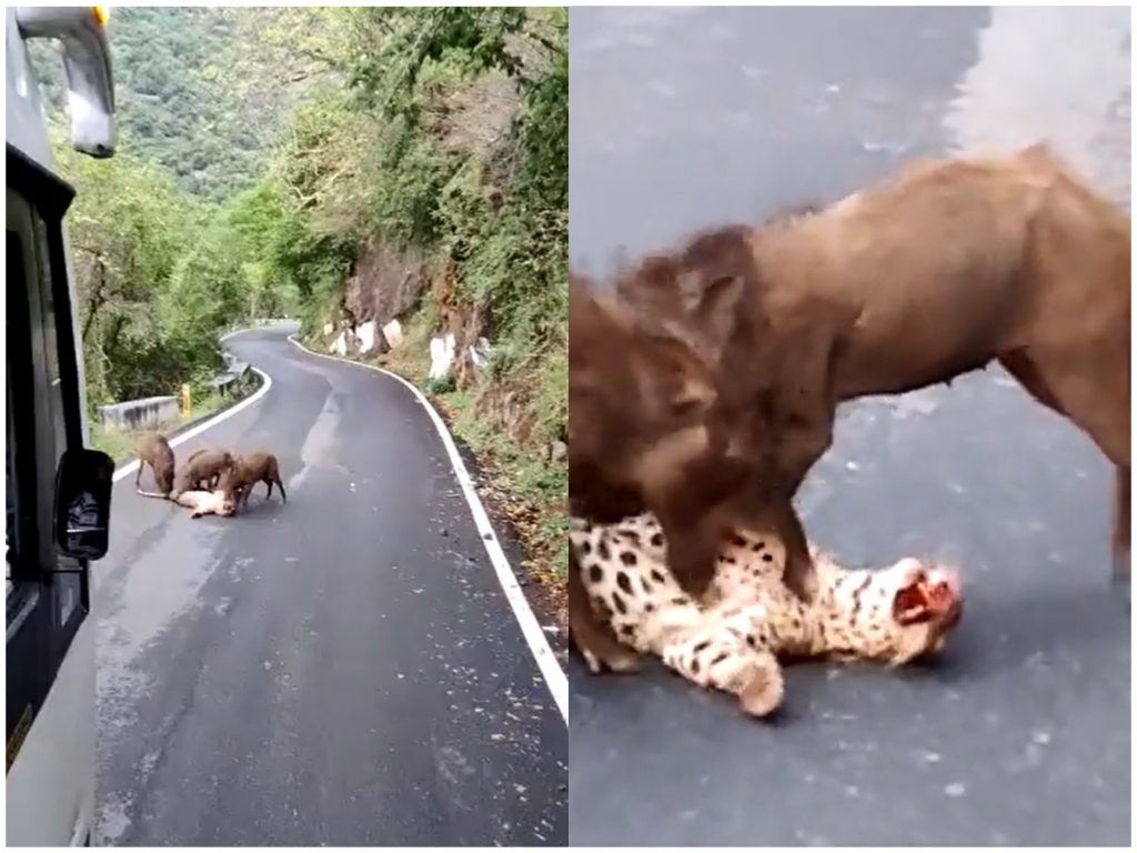 印度南部泰米尔纳德邦花豹被汽车撞死 尸体遭3头野猪撕咬蹂躏