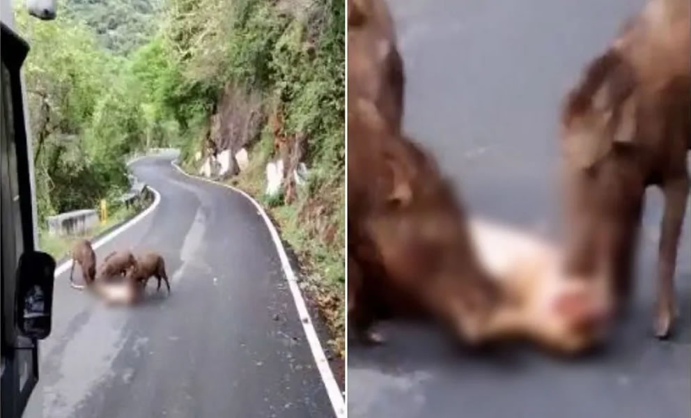 印度南部泰米尔纳德邦花豹被汽车撞死 尸体遭3头野猪撕咬蹂躏