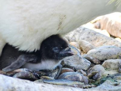 英国苏格兰爱丁堡动物园成功孵化两只濒危的北跳岩企鹅蛋