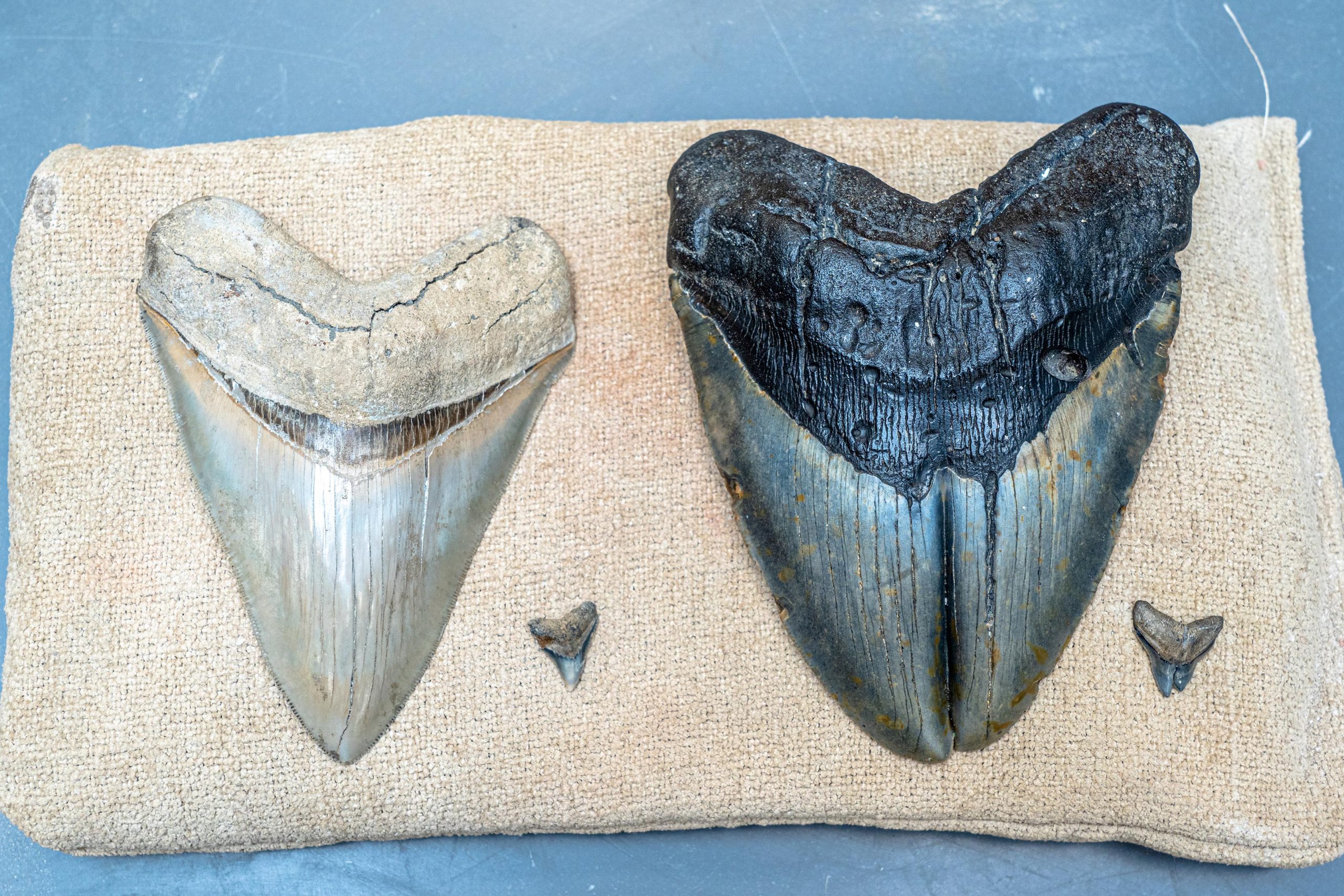 错误的狩猎或是造成巨齿鲨牙齿畸形的原因