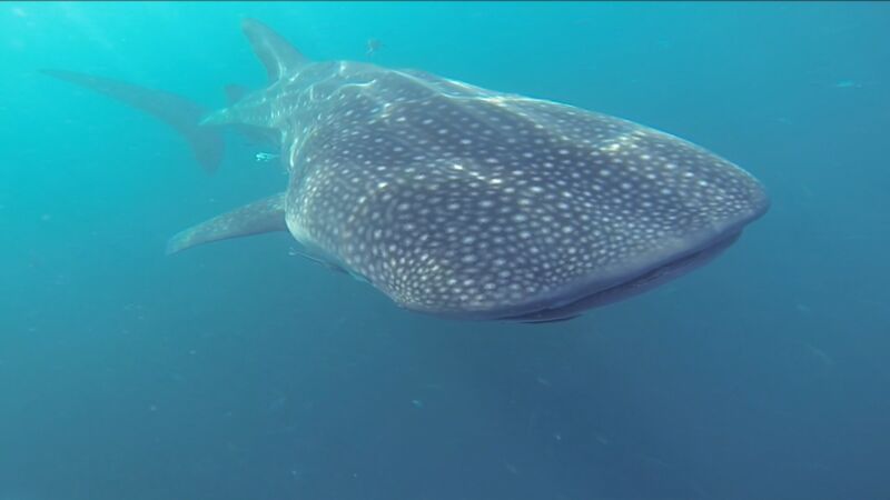 卡塔尔敦促不要接近世界上最大的鱼类——鲸鲨的聚集地