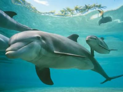《科学进展》杂志：新研究表明海豚通过品尝尿液来识别同伴的身份