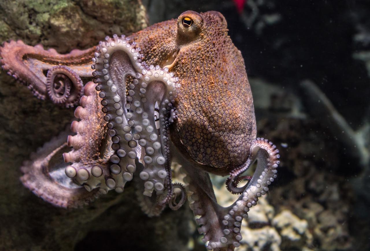 《Current Biology》：母章鱼在交配后会自残是因为在产卵前后发生了化学变化