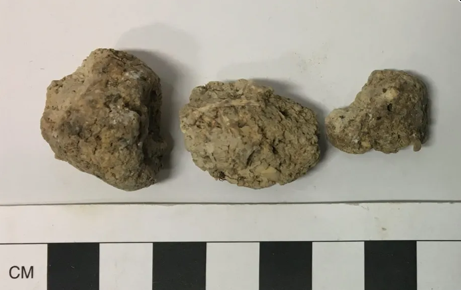 巨石阵附近发现的4500年前古代粪便中的寄生虫揭示史前饮食的秘密