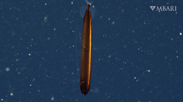 美国加利福尼亚蒙特利湾发现罕见的深海高鳍龙鱼Bathophilus flemingi