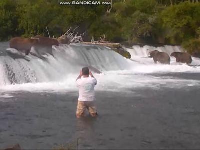 美国阿拉斯加卡特迈国家公园3名游客酒后擅闯保护区涉水靠近正在捕鲑鱼的棕熊