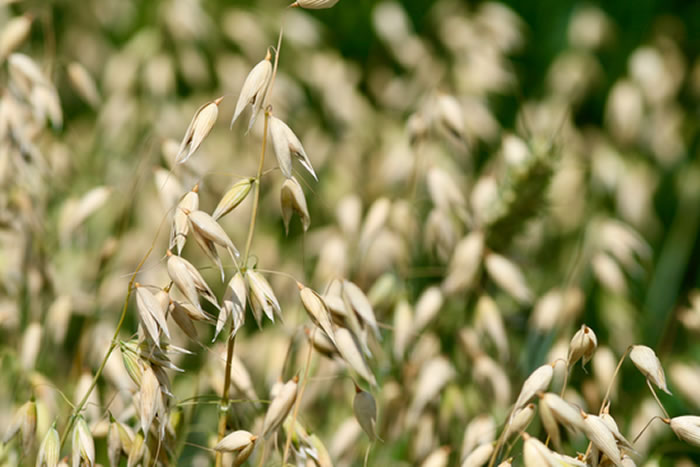 《自然》新研究首次把吃燕麦的好处写得清清楚楚