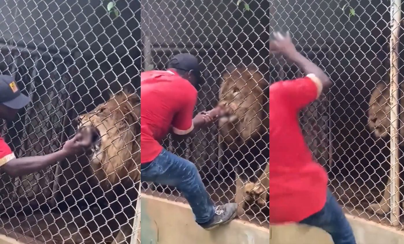 牙买加动物园管理员在游客面前表演戏弄狮子 被狠咬无名指
