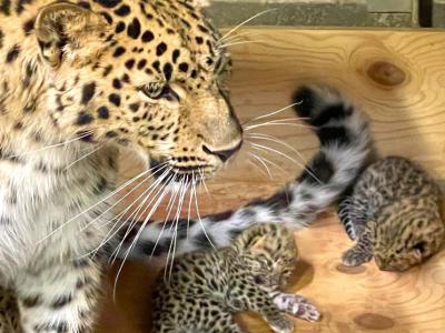 美国密苏里州动物园诞生2只雌性远东豹宝宝
