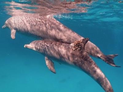 红海北部的印度太平洋宽吻海豚懂得利用珊瑚的黏液治病