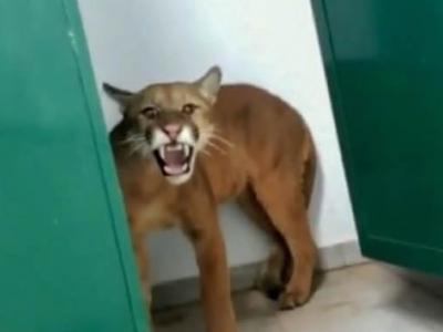 巴西9岁男童在学校上厕所打开门竟然撞见一头凶猛美洲狮正在对着他咆哮