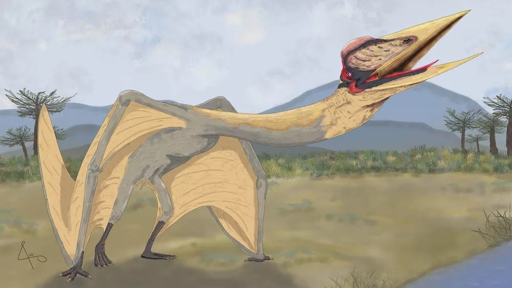 阿根廷出土8600万年前“死亡之龙” 或为南美洲最大翼龙