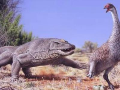 《PNAS》杂志：澳大利亚史前巨蛋属于“末日魔鸭”