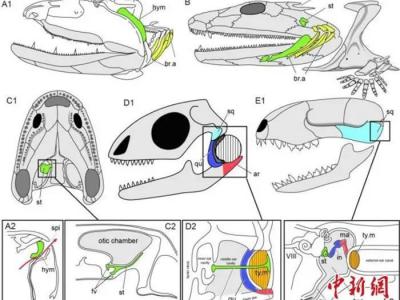 化石证据首次揭示人类用来听的中耳最早起源于鱼类用来呼吸的鳃