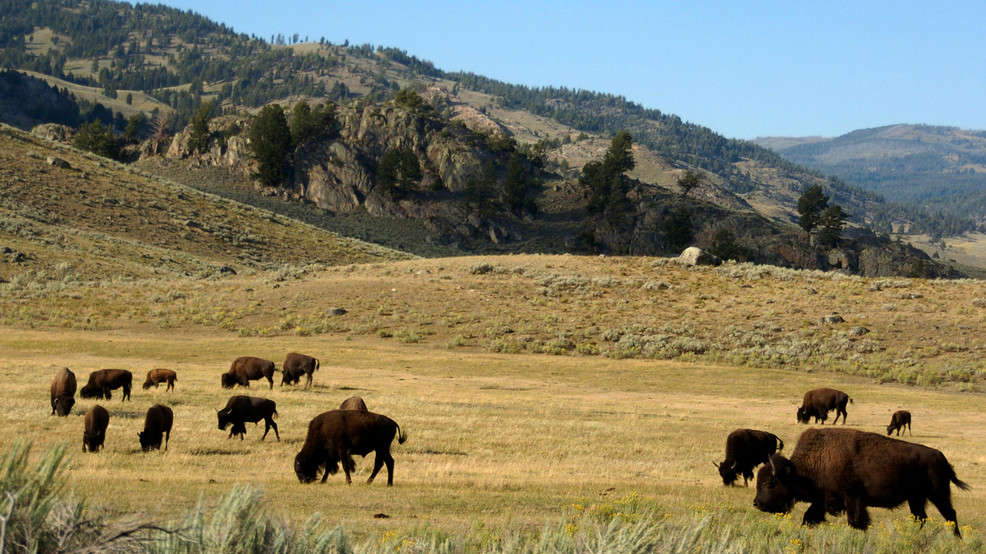 美国怀俄明州黄石国家公园女游客不顾警告靠近美洲野牛 被撞飞3公尺高
