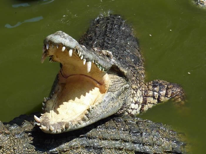 印度东部奥里萨邦14岁少年在河边洗澡被鳄鱼咬住 猛揍鳄鱼眼睛终逃脱