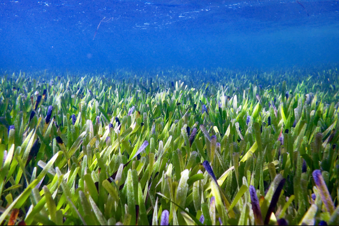 世界上最大的植物：澳大利亚海岸发现112英里长的海草