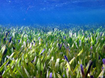 世界上最大的植物：澳大利亚海岸发现112英里长的海草