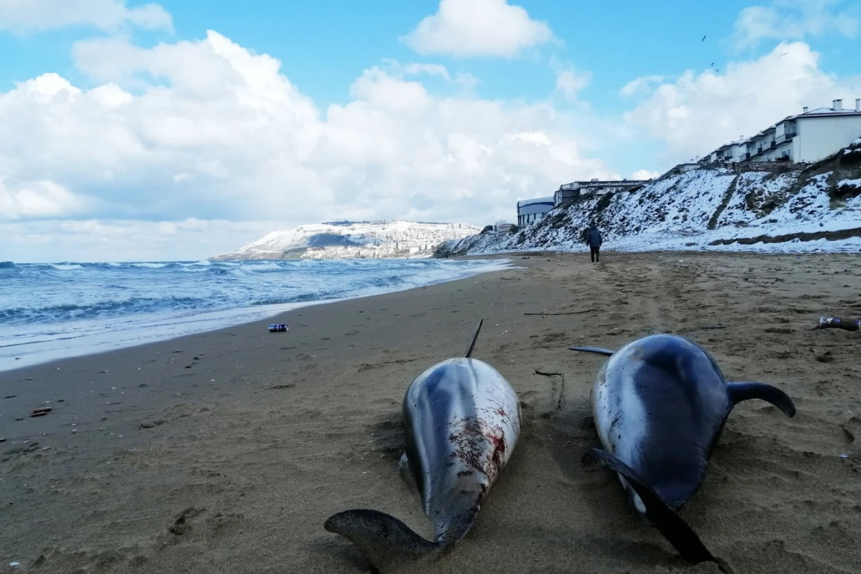 黑海地区数千只海豚死亡 科学家：恐与战争有关