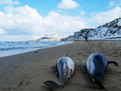 黑海地区数千只海豚死亡 科学家：恐与战争有关