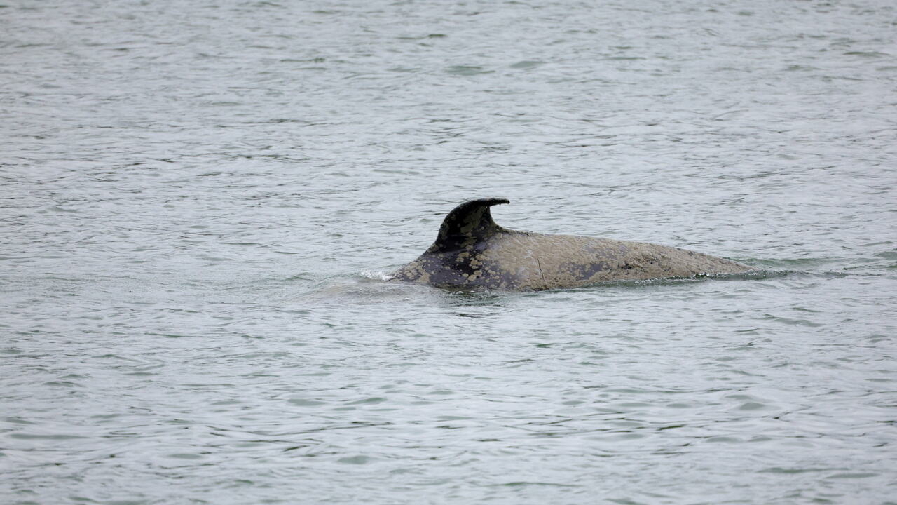 迷航法国塞纳河的虎鲸染绝症“白霉菌症”发求救讯号身亡
