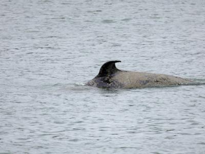 迷航法国塞纳河的虎鲸染绝症“白霉菌症”发求救讯号身亡