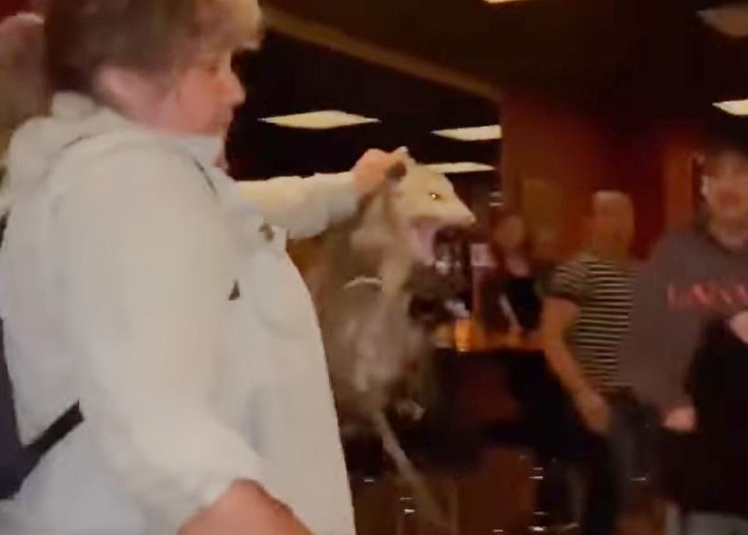 美国纽约酒吧闯入体型比猫还大的巨鼠 大胆女子一手抓起